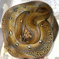 فروش انواع خزنده ، خزندگان ، ایگوانا ، گکو و....