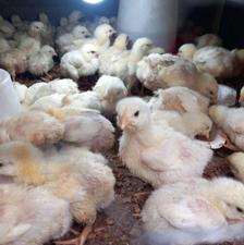 جوجه گوشتی راس درجه یک 10 روزه