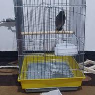 مرغ مینای نر