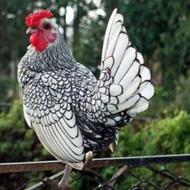 خروس سبرایت سالم 