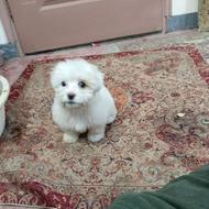 واگذاری پاپی اندازه کف دست