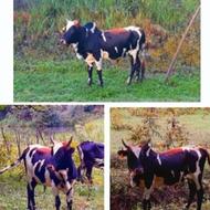 خریدار گاو گوساله هستم چکی 4ماهه 20 ملیون بیشتر چون چکی هستش