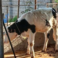 گوساله سمینتال