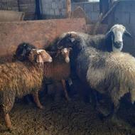 فروش تعدادی مش و بره و نرتخمی