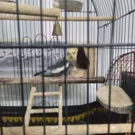 عروس هلندی بالغ