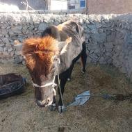 گاو سالم فروشی