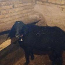 قوچ قره قزل ازبهترین نژاد