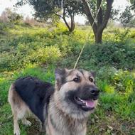 واگذاری یک قلاده سگ نژاد ژرمن شپرد