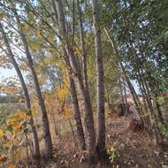 50 اصله درخت قواخ