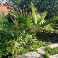 بچه پالم برای فضای باز