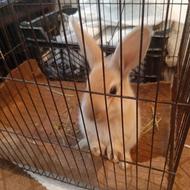 خرگوش معاوضه