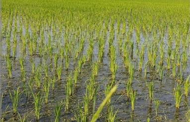 زمین زراعی به مساحت 4000 هزار متر