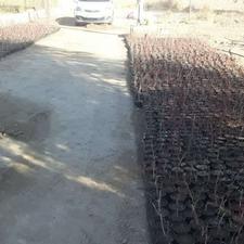 زرشک .پیر کانتانا.رز ماری .پسته و ترون