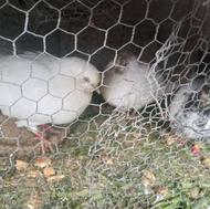 کبوتر نر ماده و همراه با بچه کبوتر