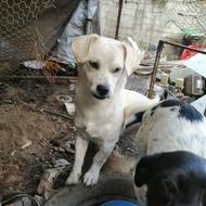 سگ پاکوتاه نروماده واگذاری