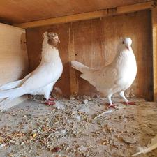 کفتر ماهرو پرشی بی نظیر