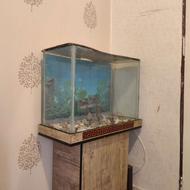 آکواریوم خانگی