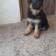 واگذاری ژرمن شولاین موبلند