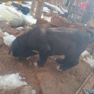 واگذاری توله سگ قدرجانی