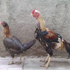 مرغ و خروس لاری