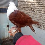 جوجه کربلایی سرخ نیمه دستی