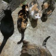 عکس بچه گربه