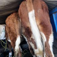 گوساله نر و ماده