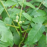 نهال گردو خوشه ای دوساله