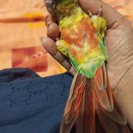 گرین رام دو عدد