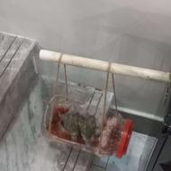 گرینچیک سرلاکی