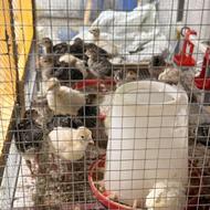 جوجه بوقلمون برنز