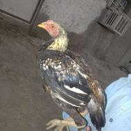 خروس اصلی جاوا