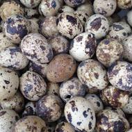 فروش تخم بلدرچین