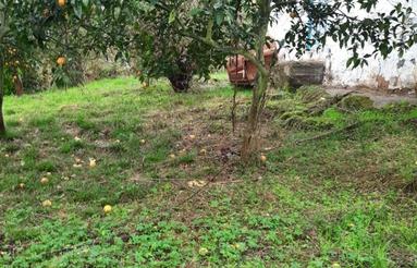 فروش زمین مسکونی 7400 متر در مازوبن