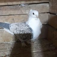 کبوتر بلژیکی و دم سفید