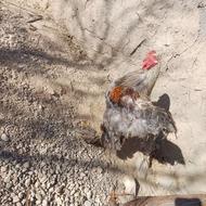 فروش خروس برهما