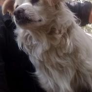 پاکوتاه خانگی واگذاری