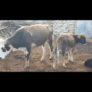 گاوباگوساله