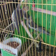 2عدد عروس هلندی