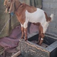 بز نر جوان چاق و چله