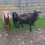 گوسفند داشتی قوچ تخمی بره نر چهار شاخ