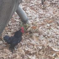 خروس مینیاتوری