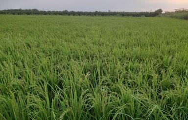 یک پلاک زمین کشاورزی 5000 متر