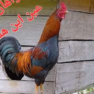 خواهان یک خروس محلی