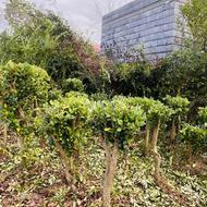 فروش یاس هلندی قیمت مناسب