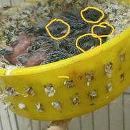 قناری باجوجه