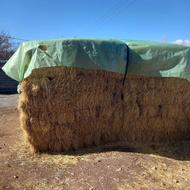 100 بسته علف باغی و 100 بسته کولش