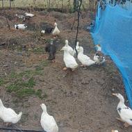 فروش اوردک شالیزاری