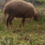 فروشی گوسفند