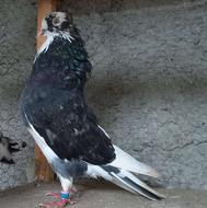 فروش 15 طوق کبوتر